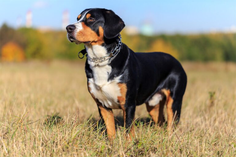 Entlebucher Dağ Köpeği 1