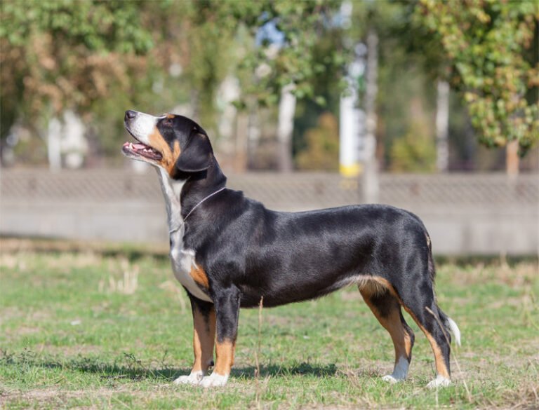 Entlebucher Dağ Köpeği 2