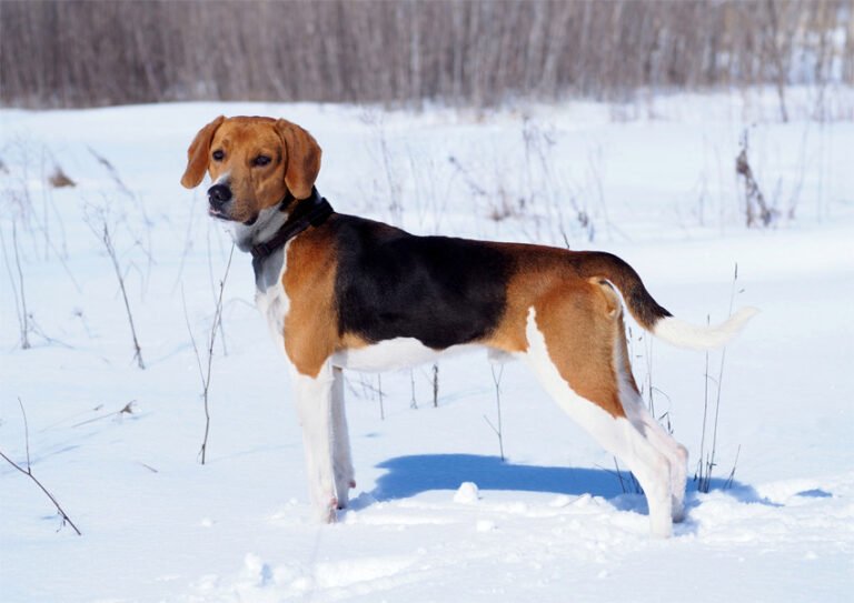 Estonian Hound