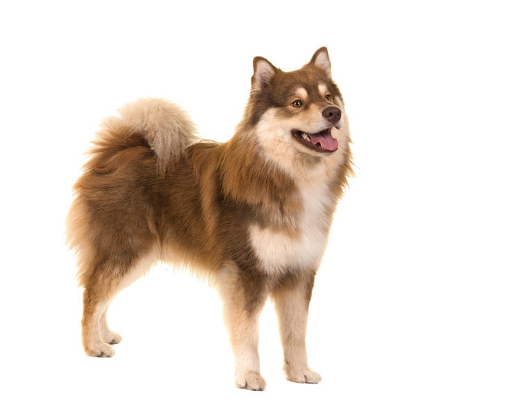 Finnish Lapphund 1