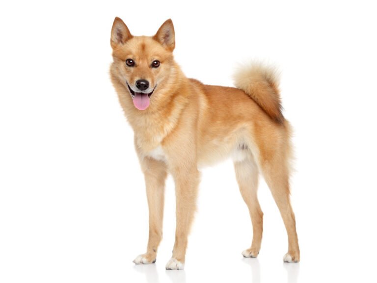 Finnish Spitz 1