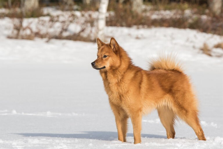 Finnish Spitz 2