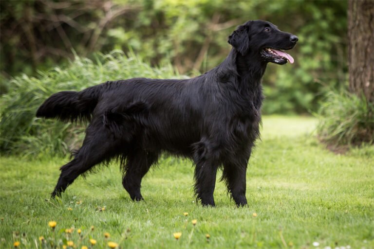 Flat Coated Retriever 1