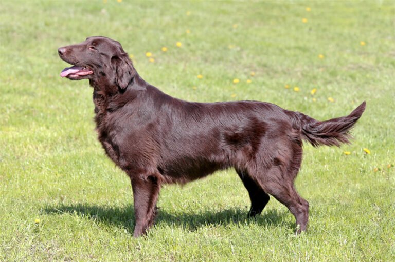 Flat Coated Retriever 2