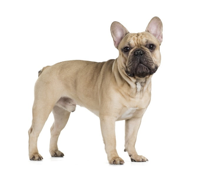 Fransız Bulldog 1