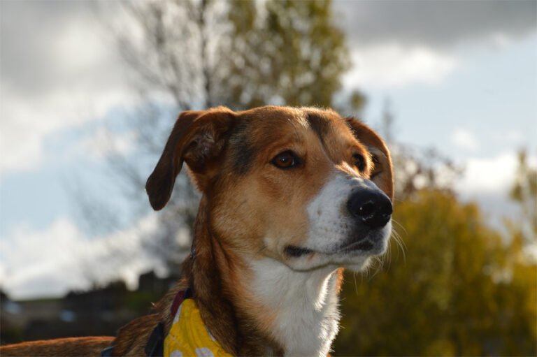 Galler Çoban Köpeği 1