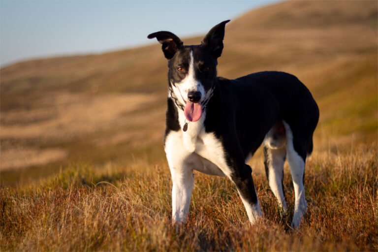 Galler Çoban Köpeği 2