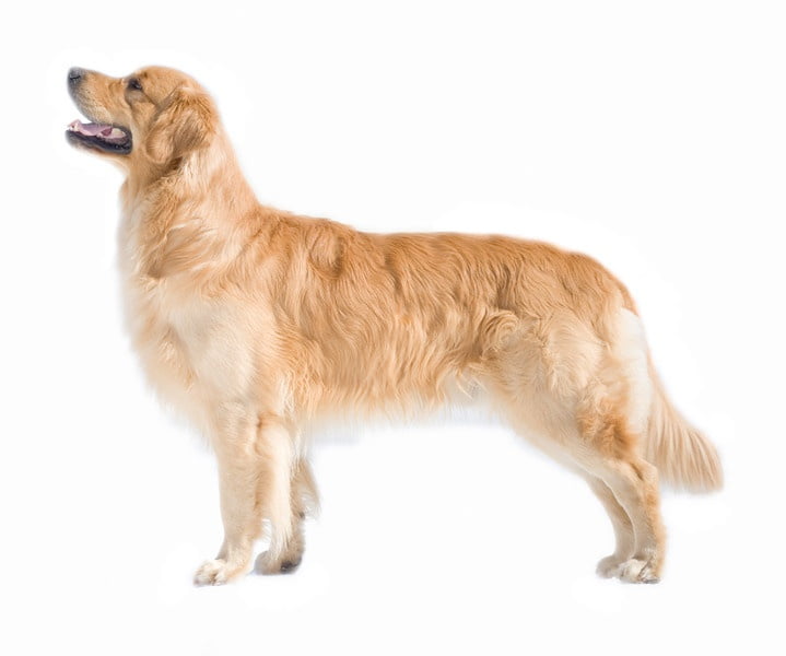 Golden Retriever 1