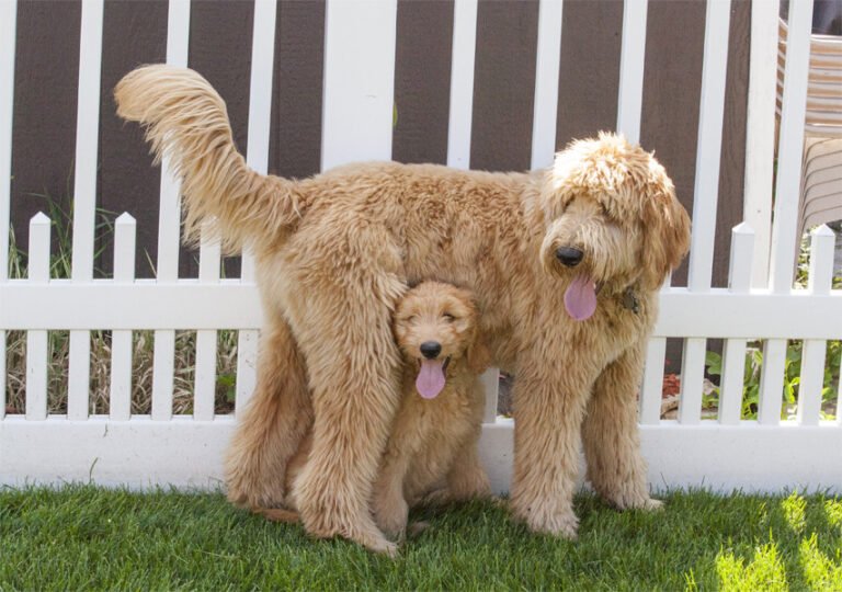 Goldendoodle 1