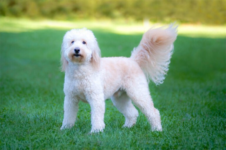 Goldendoodle 2