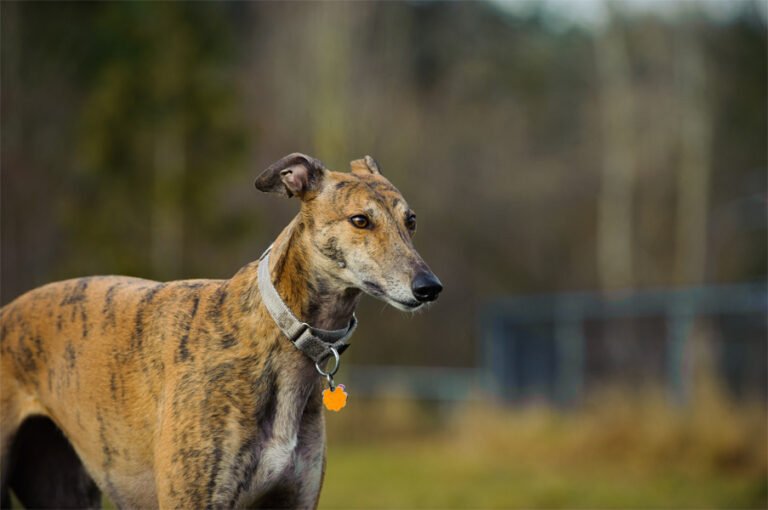 Greyhound 1