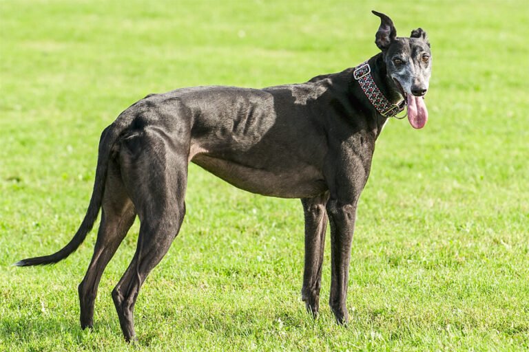 Greyhound 2