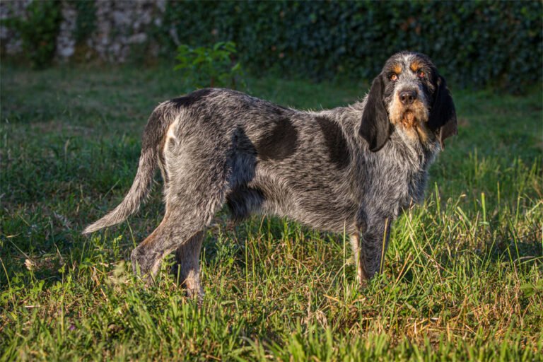 Griffon Bleu de Gascogne 2