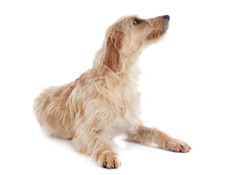 Griffon Fauve de Bretagne 1
