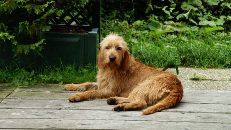 Griffon Fauve de Bretagne 2
