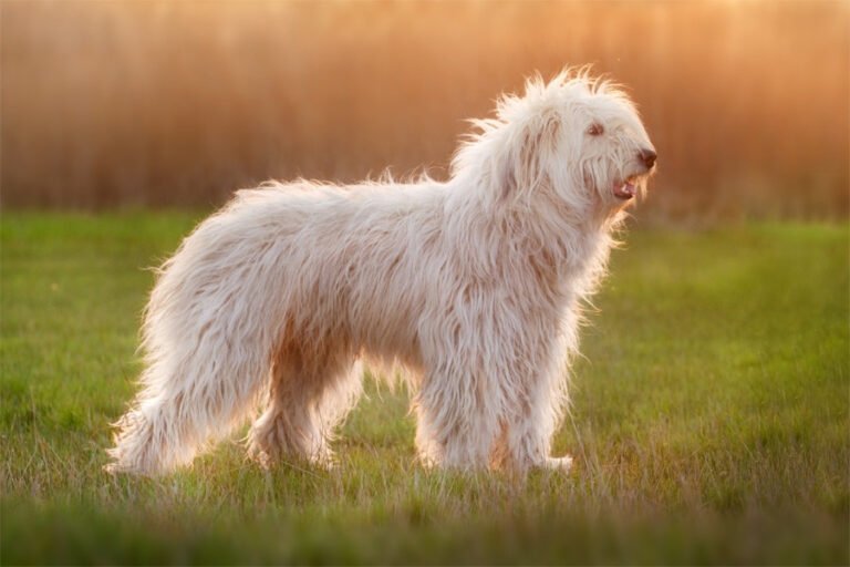 Güney Rusya Çoban Köpeği 2