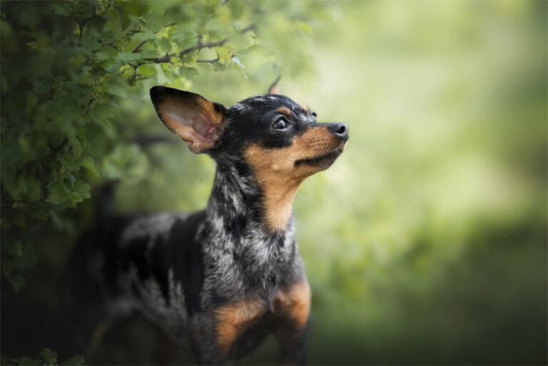 Harlequin Pinscher 1