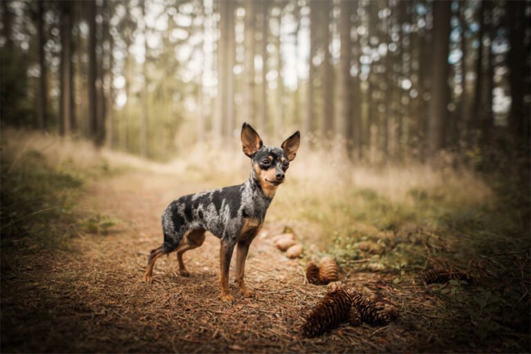 Harlequin Pinscher 2