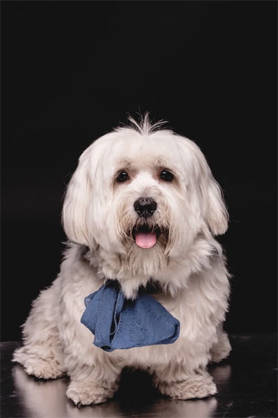 Havana Silk Dog