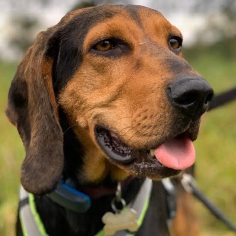 Hellenic Hound 2