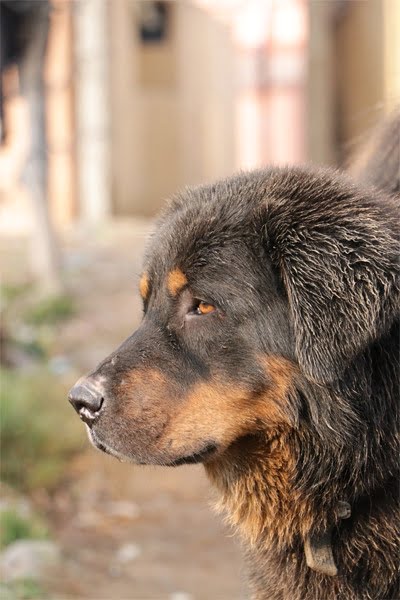 Himalayan Sheepdog 1