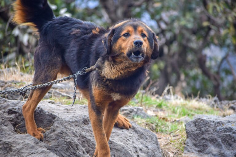 Himalayan Sheepdog 2
