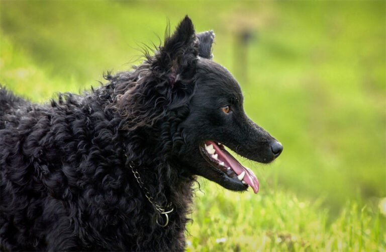 Hırvat Çoban Köpeği 1