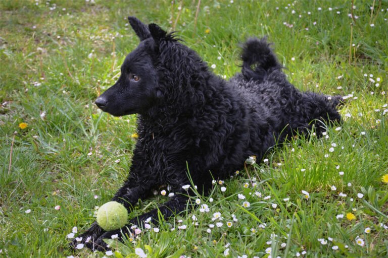 Hırvat Çoban Köpeği 2