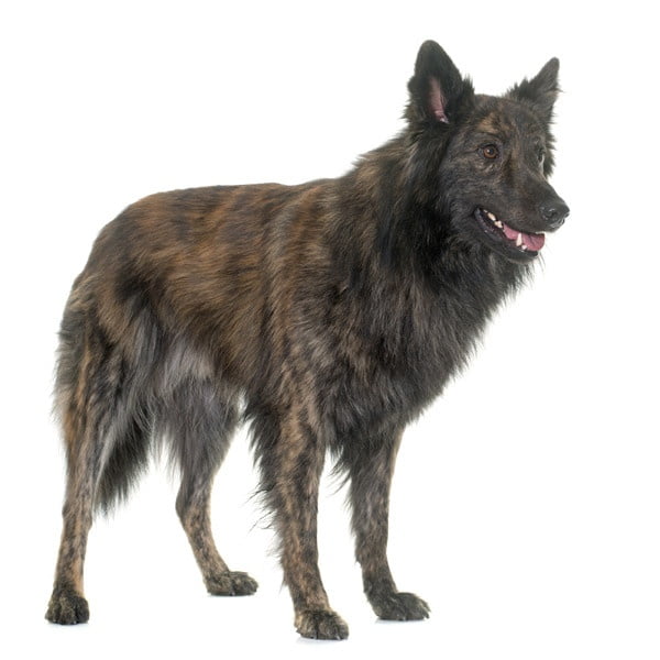 Hollanda Çoban Köpeği 1
