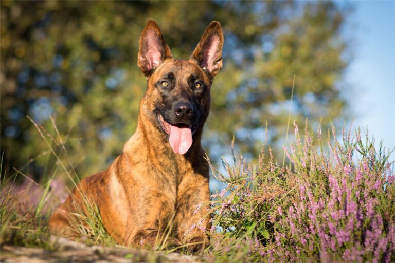 Hollanda Çoban Köpeği 2