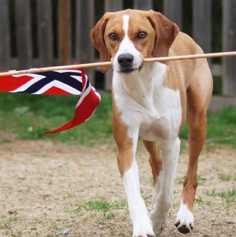Hygen Hound 1