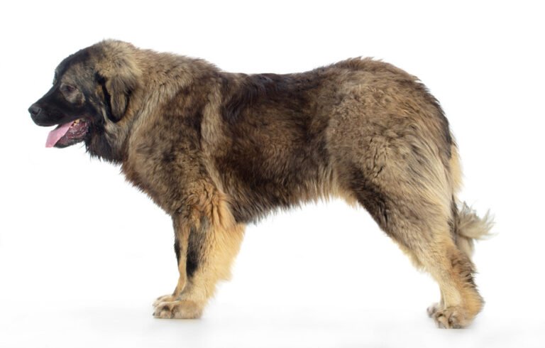 İlirya Çoban Köpeği 1