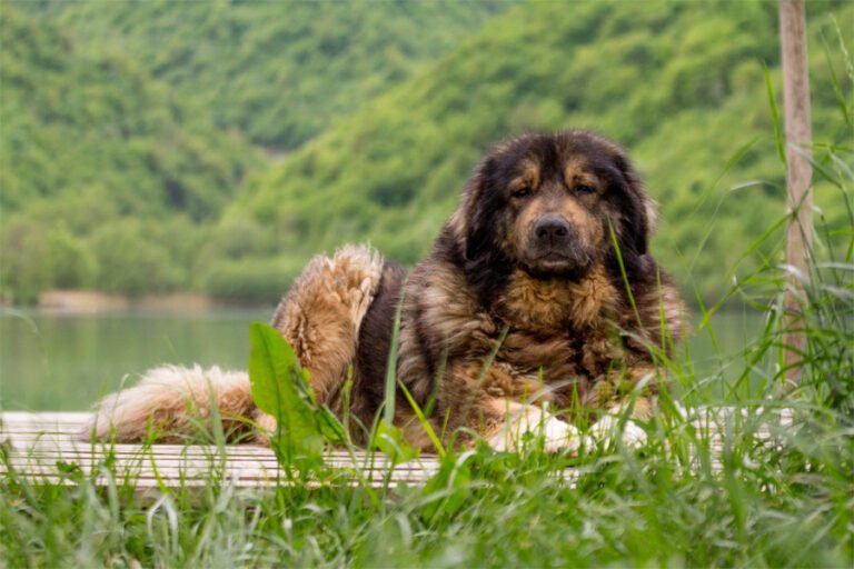 İlirya Çoban Köpeği 2