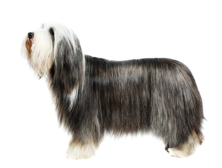 İngiliz Çoban Köpeği 1