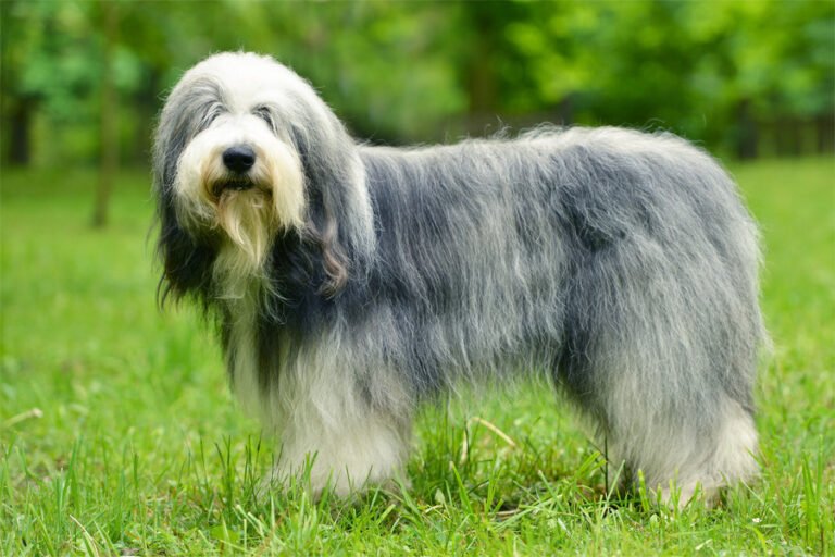 İngiliz Çoban Köpeği 2