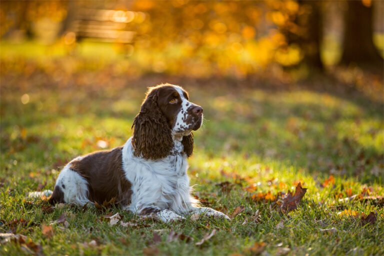 İngiliz Cocker Spaniel 1