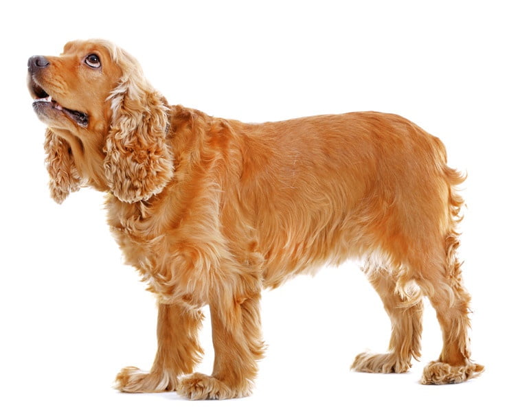 İngiliz Cocker Spaniel 2