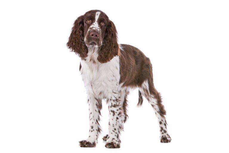 İngiliz Springer Spaniel 1