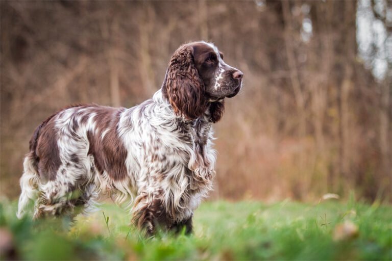 İngiliz Springer Spaniel 2