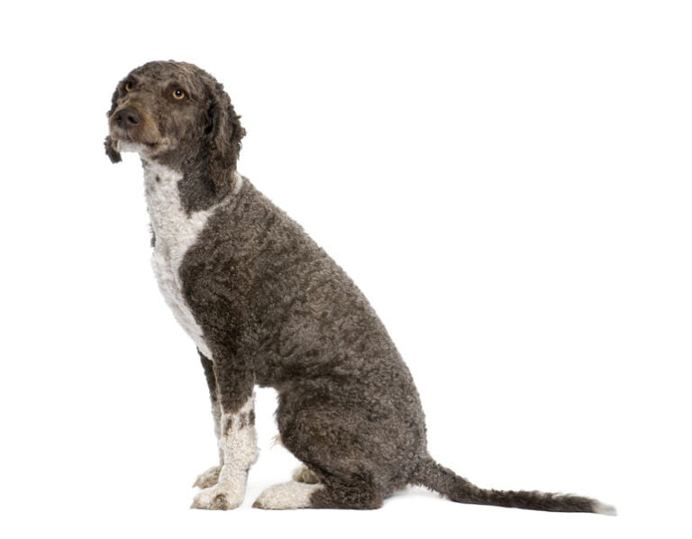 İspanyol Su Köpeği 1