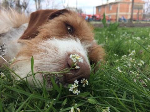Istrian Coarse-Haired Hound 2