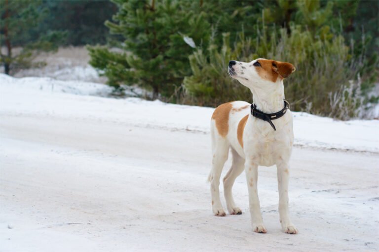 Istrian Shorthaired Hound 1