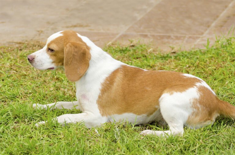 Istrian Shorthaired Hound 2