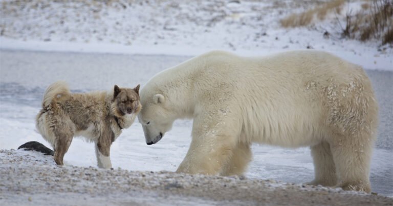 Kanada Eskimo Köpeği 1