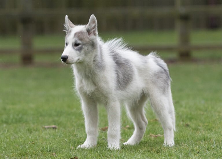 Kanada Eskimo Köpeği 2