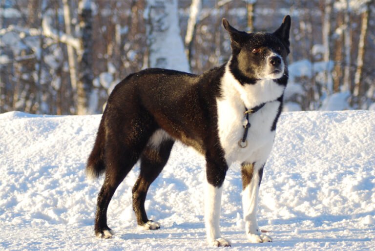 Karelya Ayı Köpeği 1