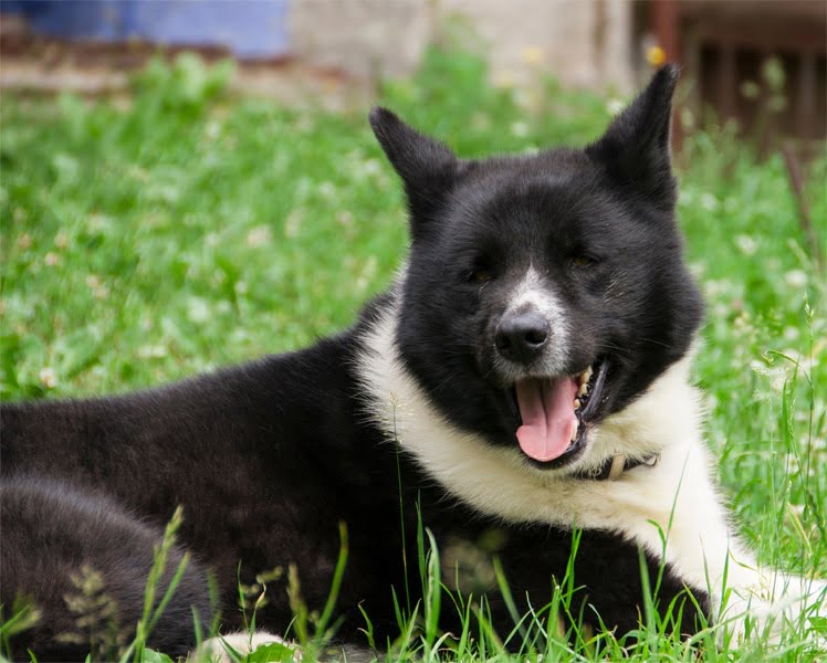 Karelya Ayı Köpeği 2