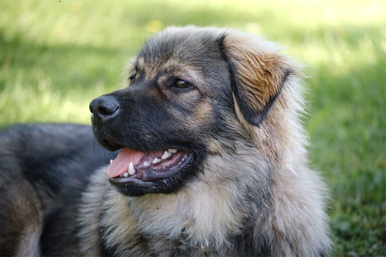 Karst Çoban Köpeği 1