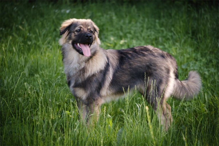 Karst Çoban Köpeği 2