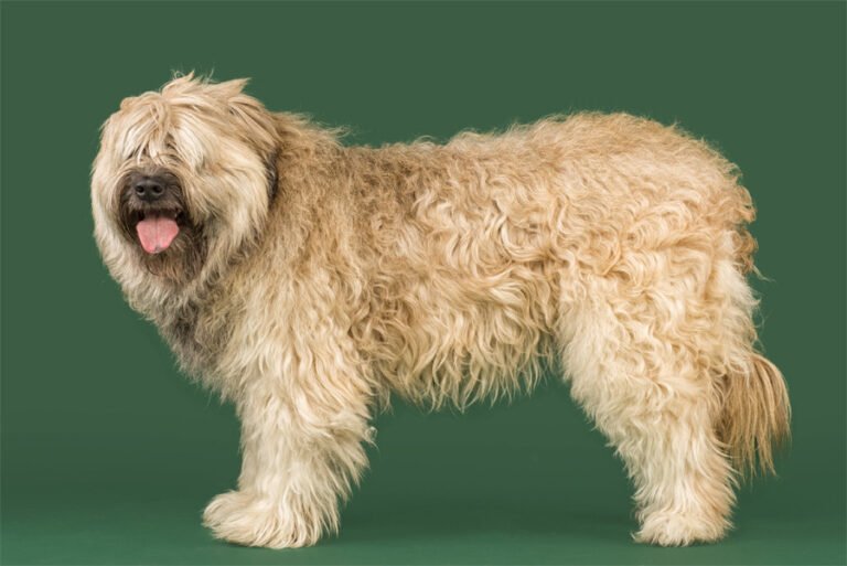 Katalan Çoban Köpeği 1